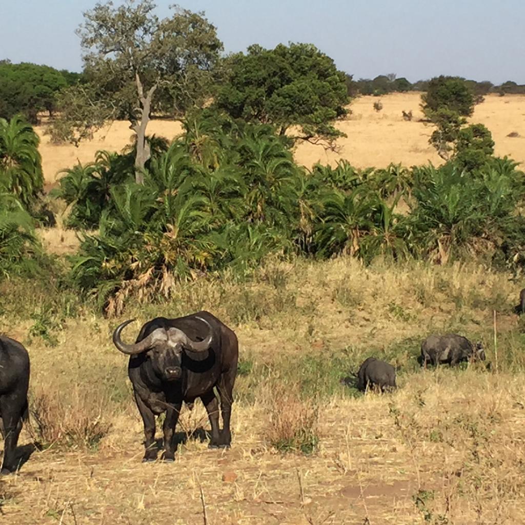 Serengeti National Park: Buffalos
