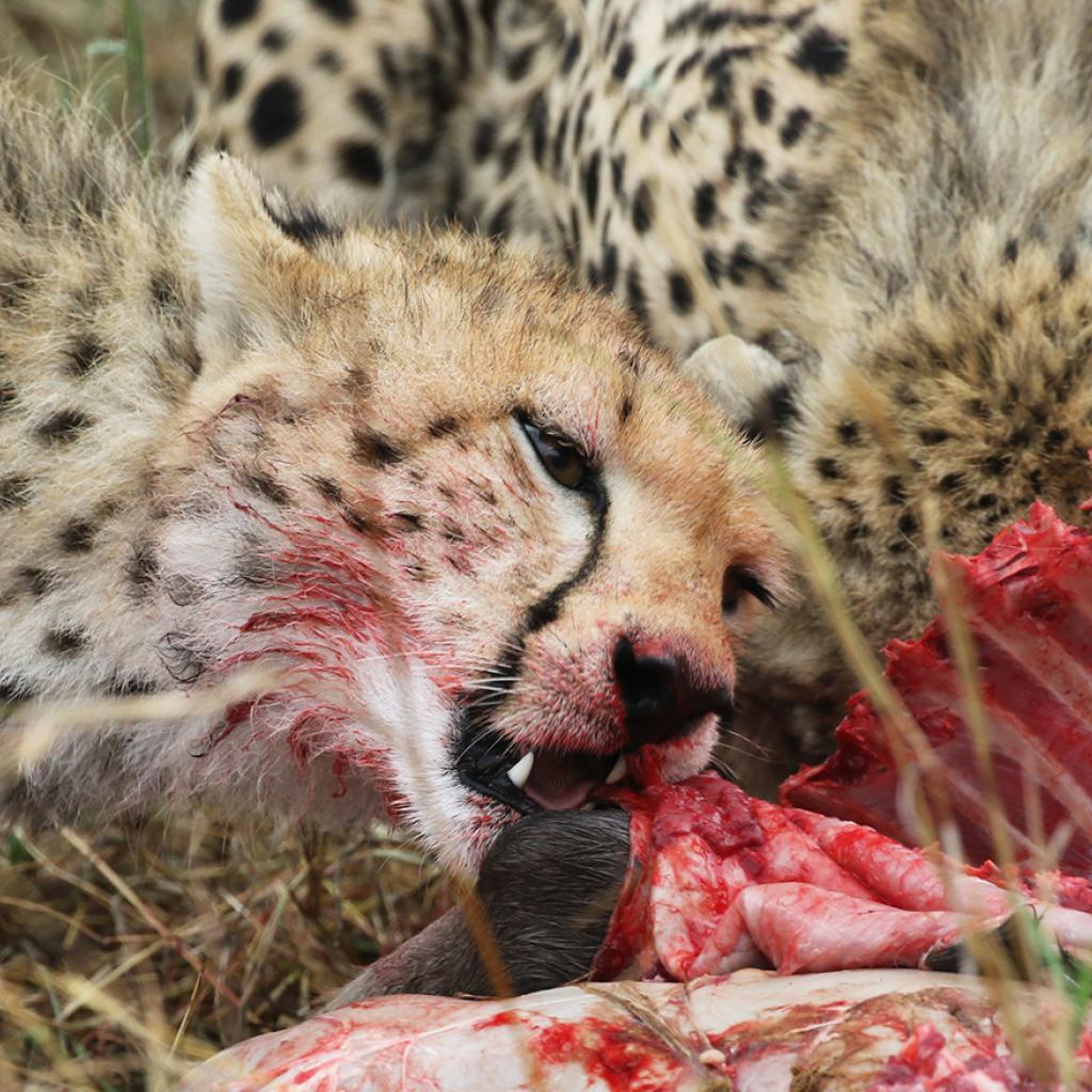 eating cheetah in Masai Mara National Reserve