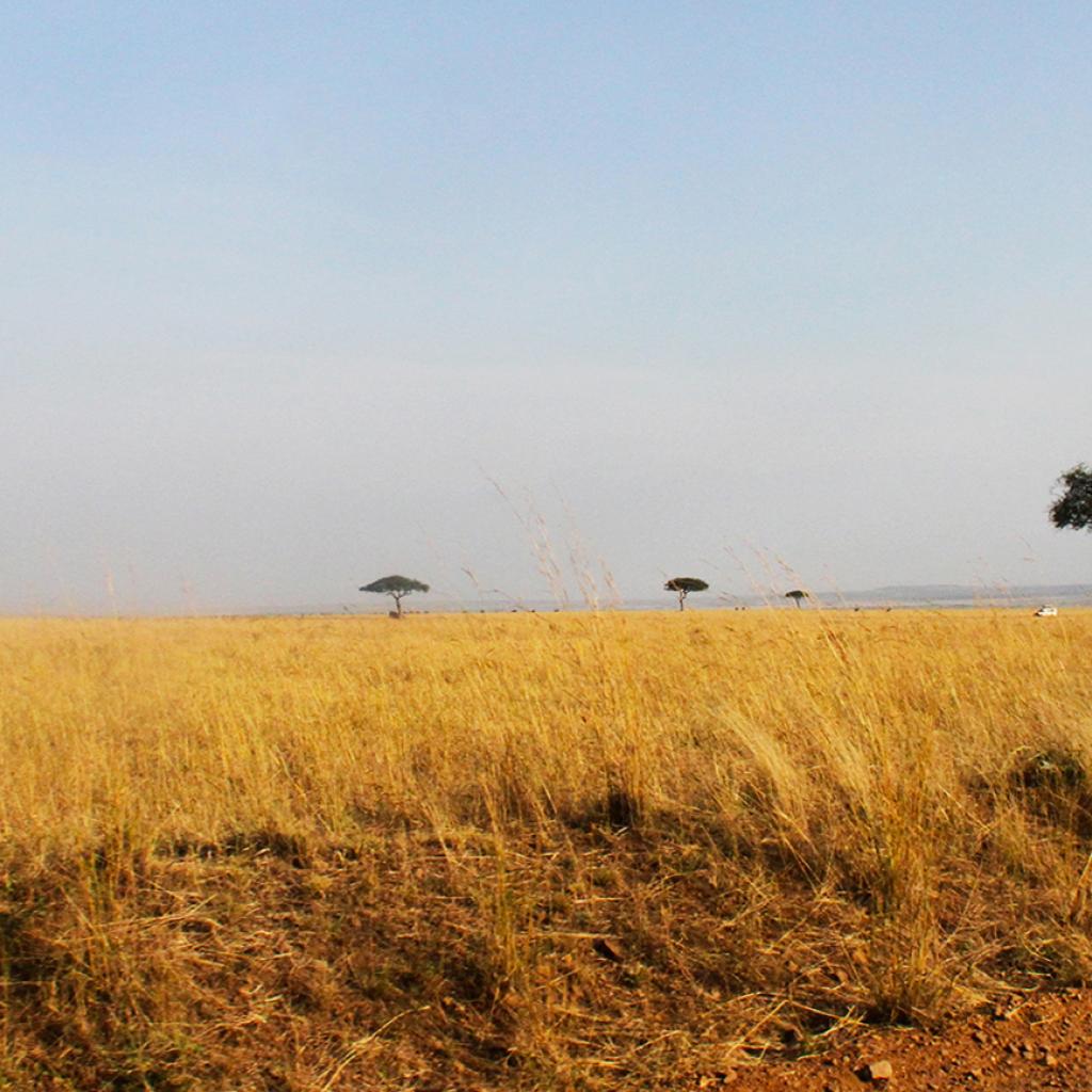 Masai Mara National Reserve landscape