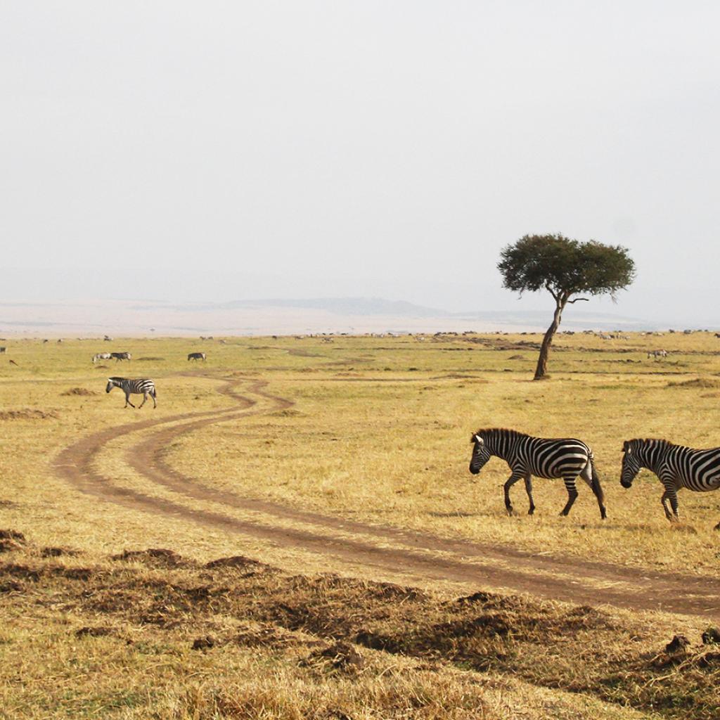 great migration zebras in Masai Mara National Reserve