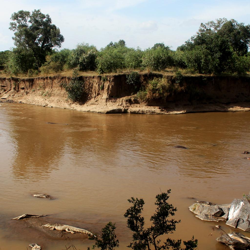 masai mara exploringafrica savannah romina facchi safariadv gnu great migration zebre river