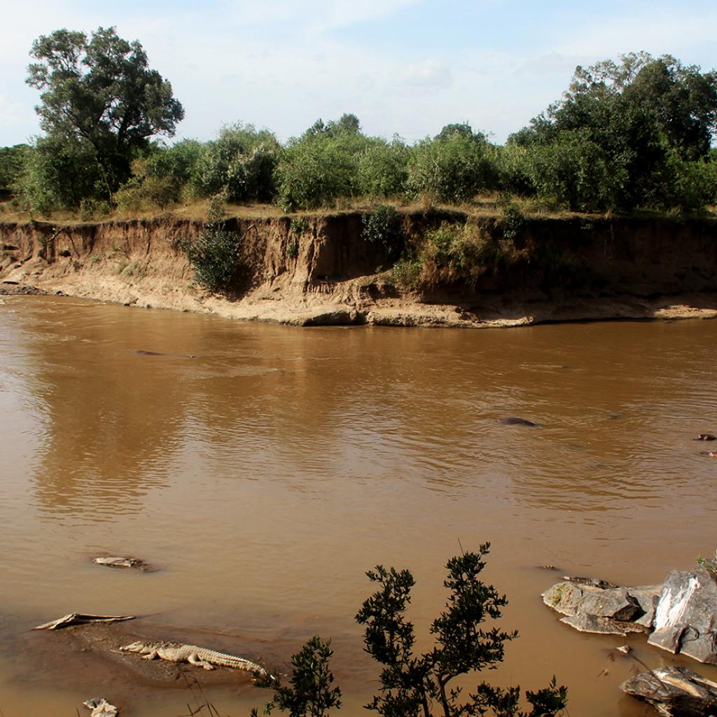 masai mara exploringafrica savannah romina facchi safariadv gnu great migration zebre river