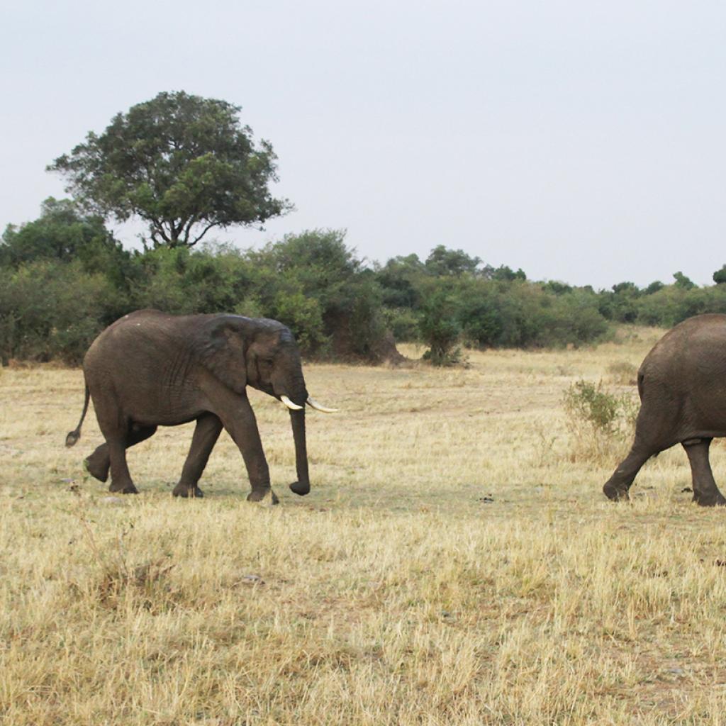 elephants walking in Masai Mara National Reserve