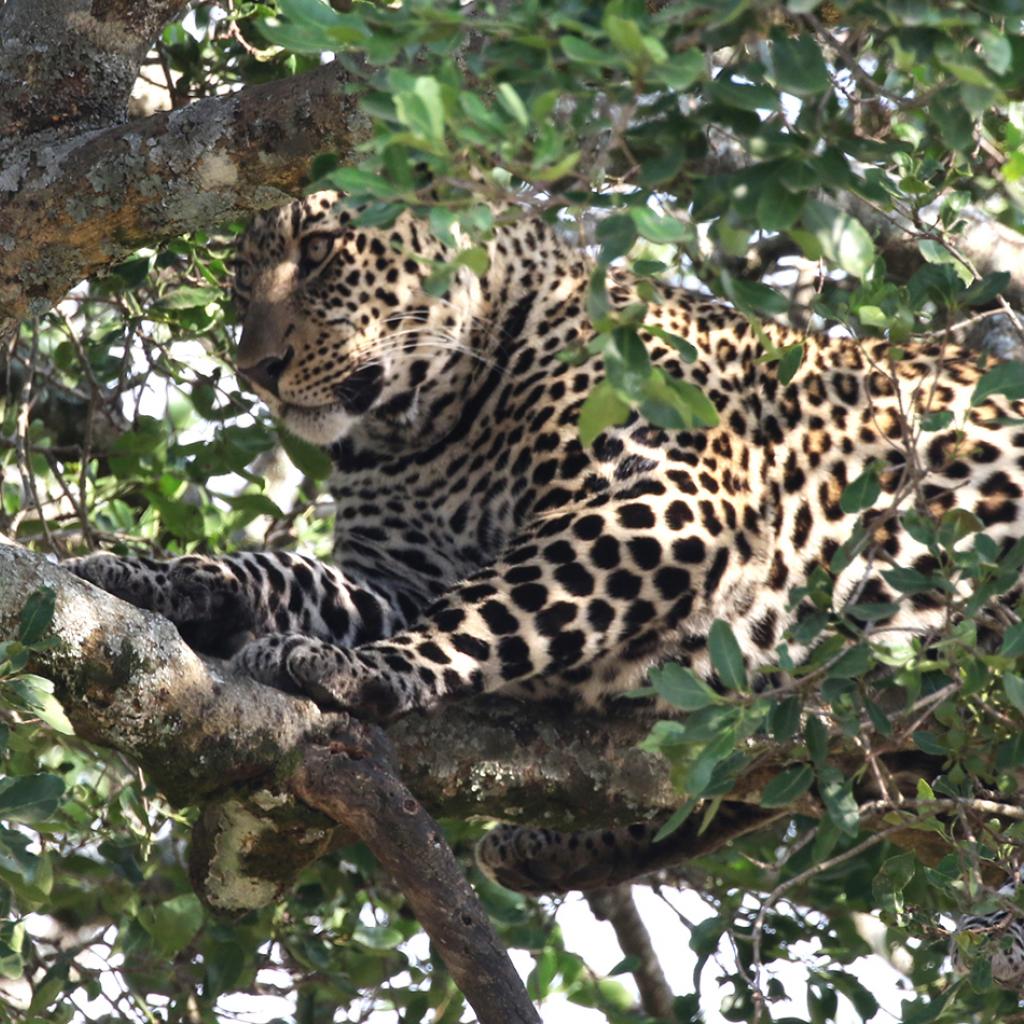 masai mara exploringafrica savannah romina facchi safariadv leopard great migration zebre river