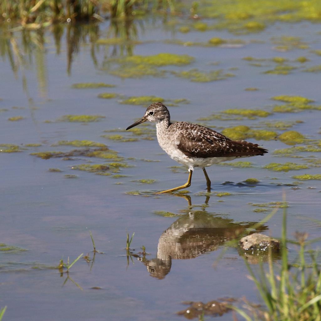 masai mara exploringafrica savannah romina facchi safariadv wood sandpiper great migration zebre river