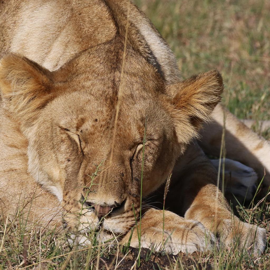 masai mara exploringafrica savannah romina facchi safariadv lion great migration 