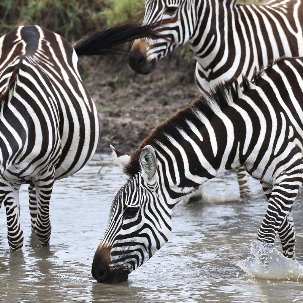 masai mara exploringafrica savannah romina facchi safariadv zebras great migration zebre river