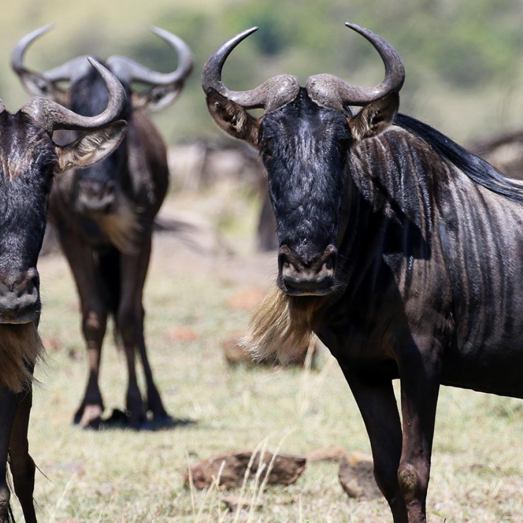 masai mara exploringafrica savannah romina facchi safariadv gnu great migration