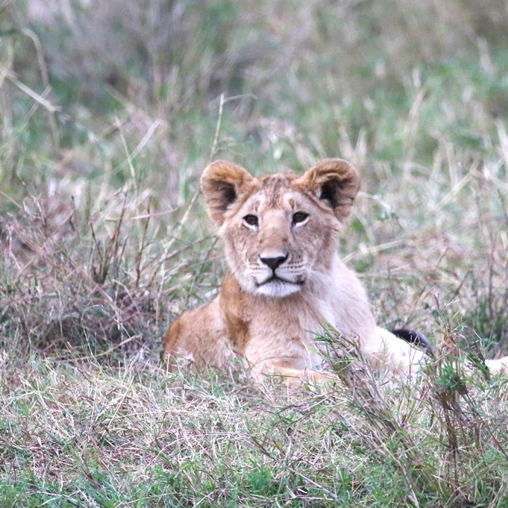 masai mara exploringafrica savannah romina facchi safariadv Olare Motorogi Conservancy lion