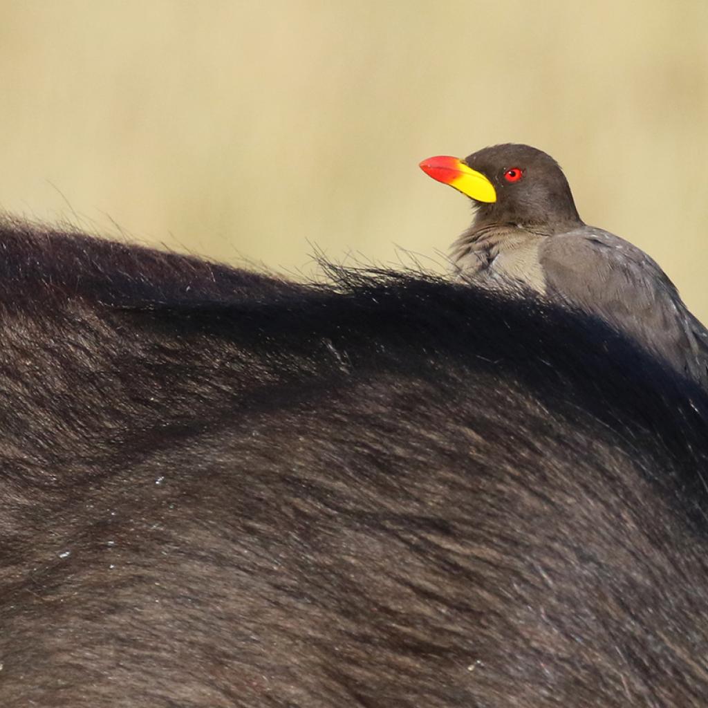 masai mara exploringafrica savannah romina facchi safariadv Ol Kinyei Conservancy