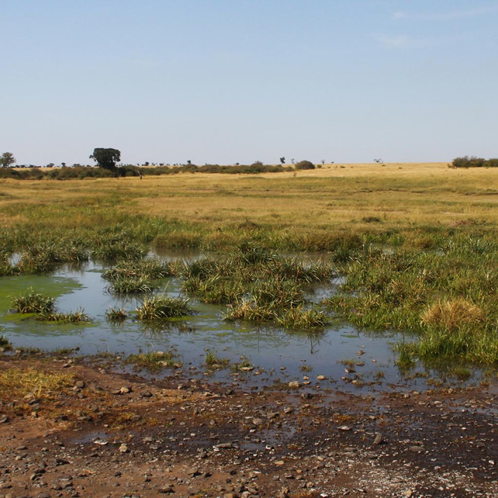 masai mara exploringafrica savannah romina facchi safariadv Lemek Conservancy