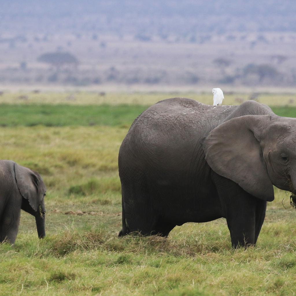 Amboseli National Park well knows as the "elephants park" here there are the most beautiful elephants in all Africa