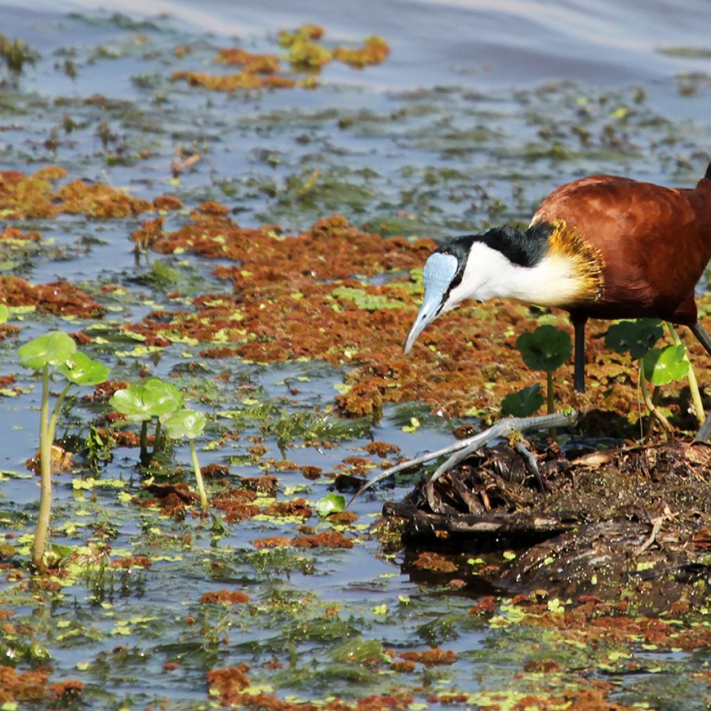 an african jacana hunt in Amboseli National Park