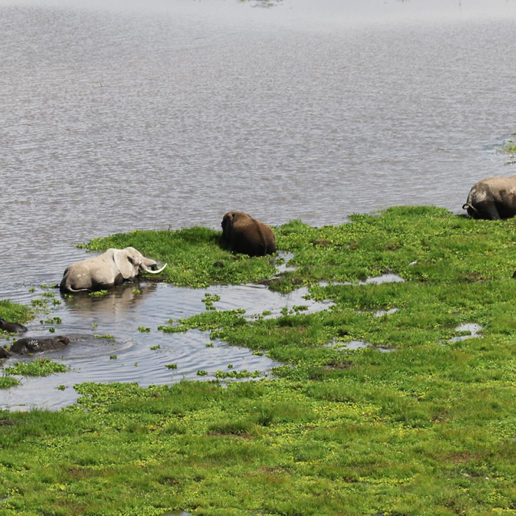 elephants enjoing swamp in Amboseli National Park