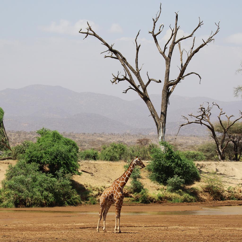 Samburu National Reserve: Reticulated Giraffe - Photo Credits: Romina Facchi Samburu National Reserve: Reticulated Giraffe