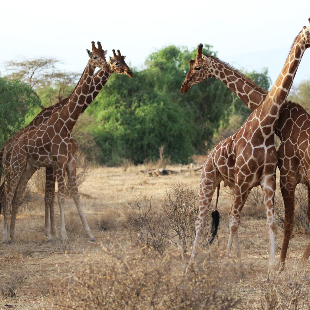 Samburu National Reserve: Reticulated Giraffe - Photo Credits: Romina Facchi Samburu National Reserve: Reticulated Giraffe