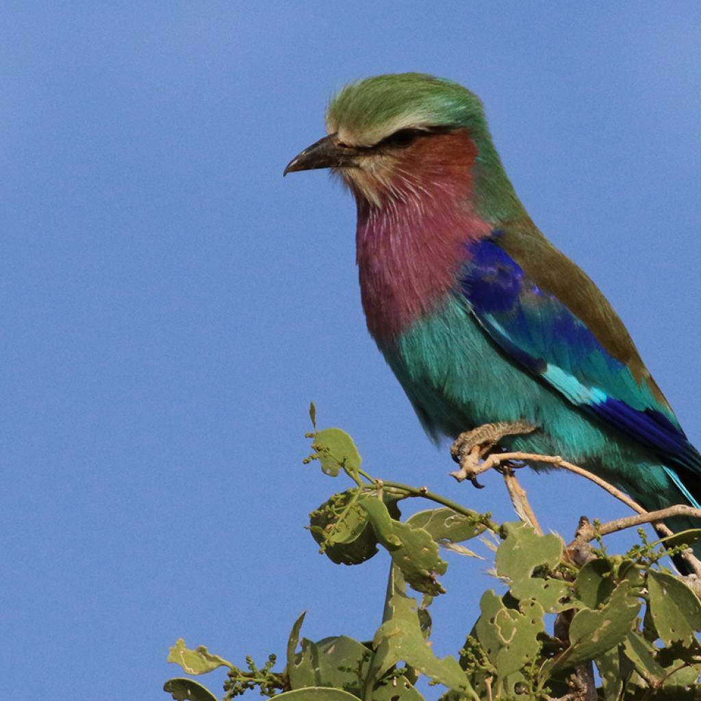 a wonderfull roller lilac breasted roller at Samburu National Reserve