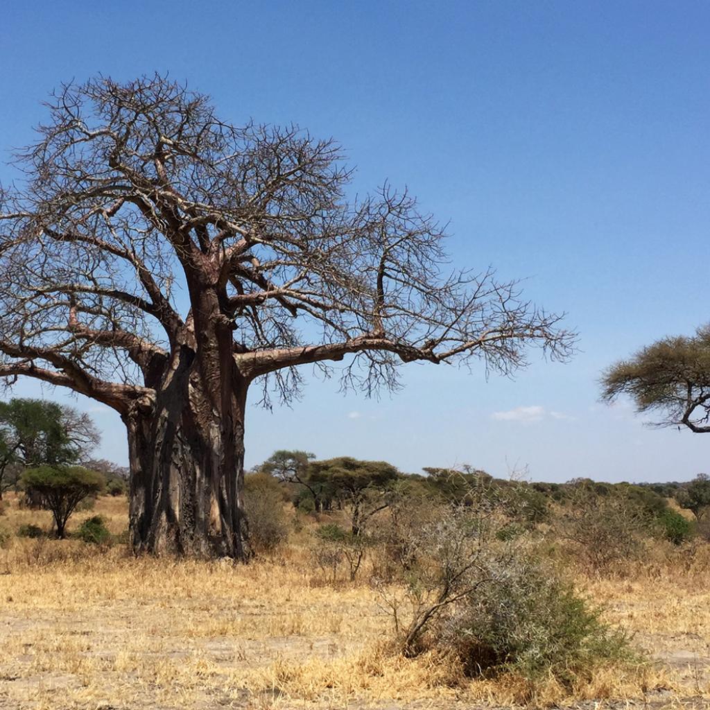 Tarangire National Park: majestic baobab adansonia digitata 