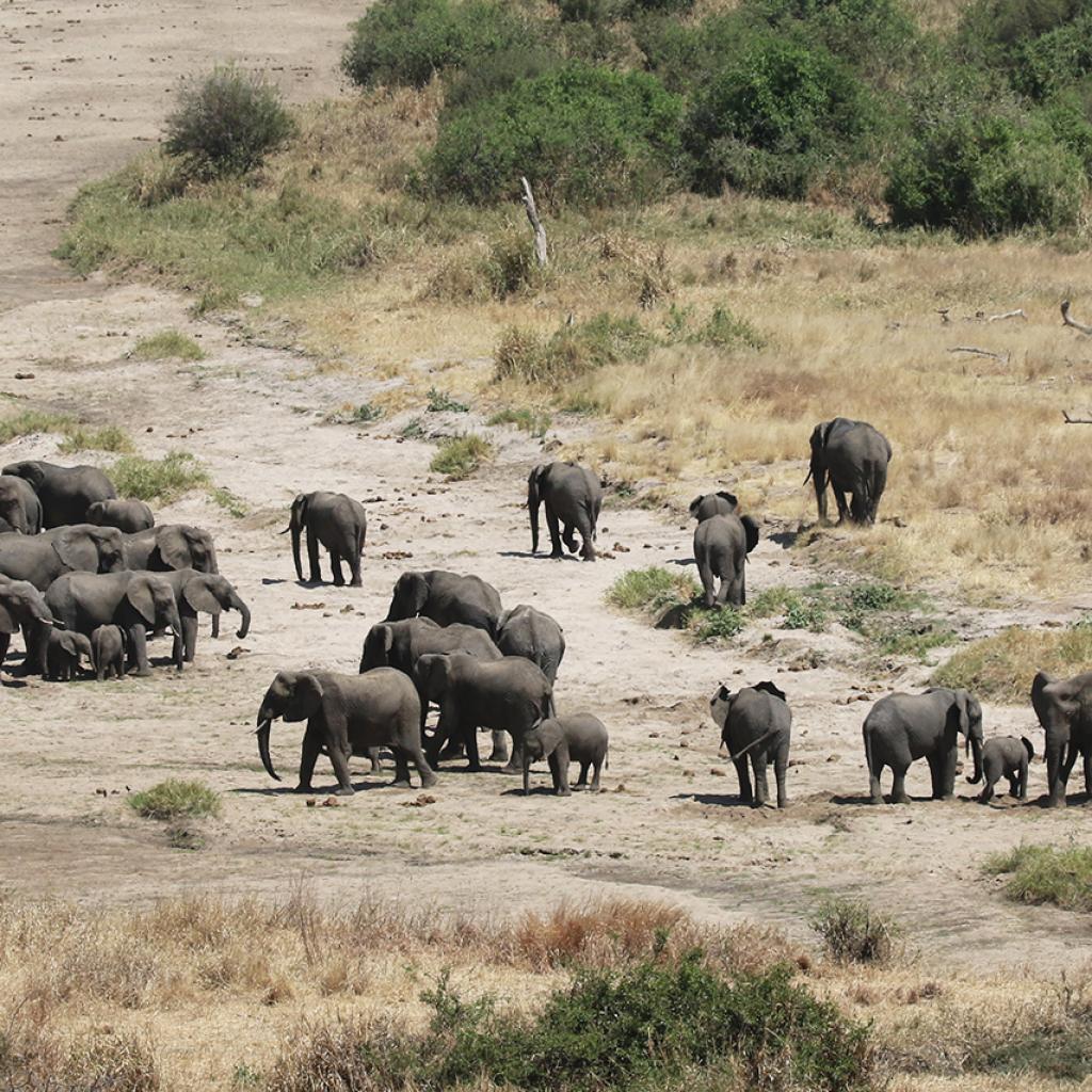 the Tarangire National Park is the park of elephants