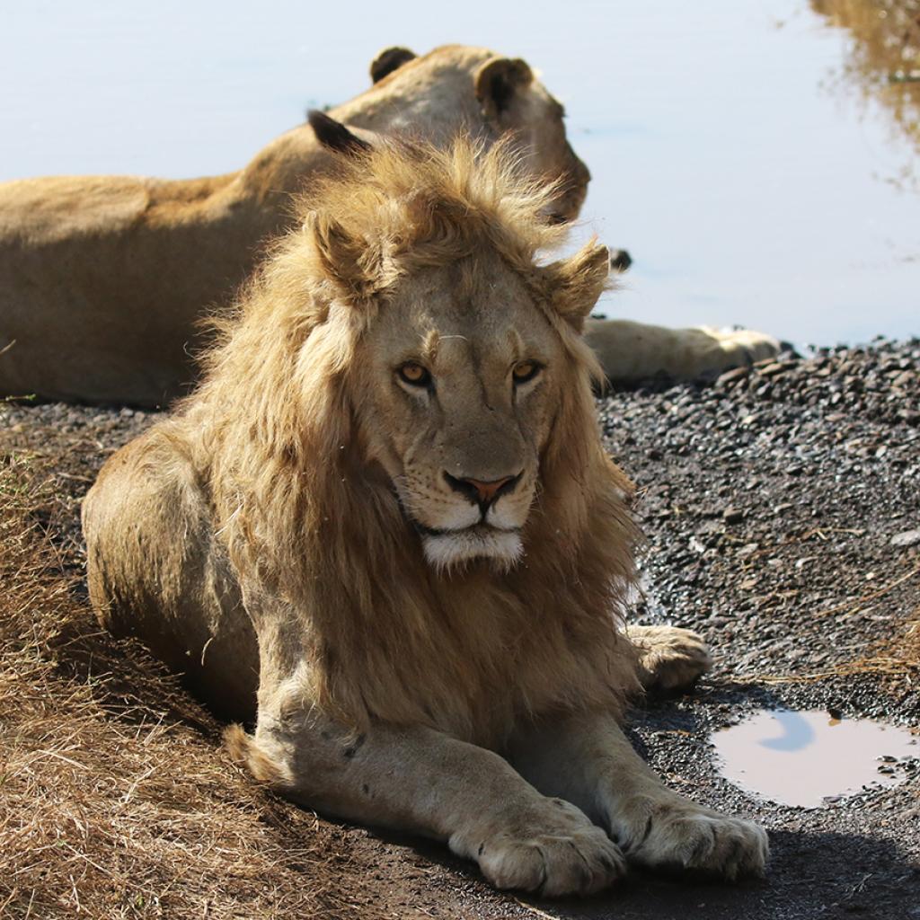 beautiful lions in Ngorongoro Conservation Area 