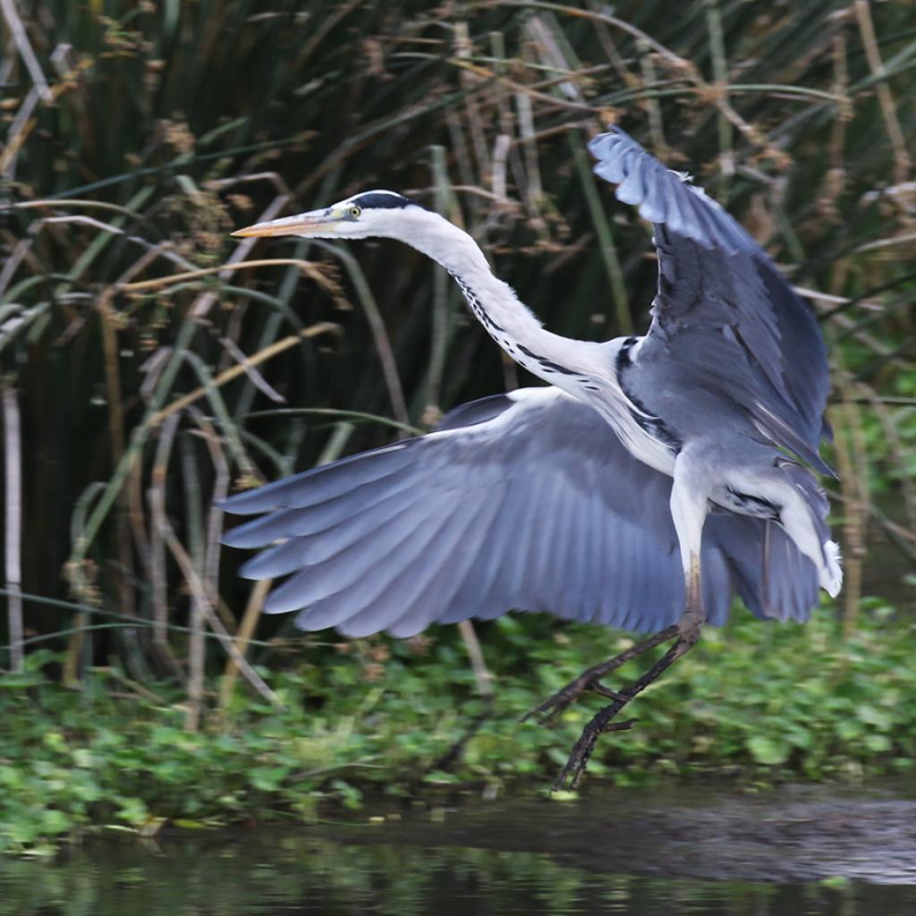 heron in Ngorongoro Conservation Area