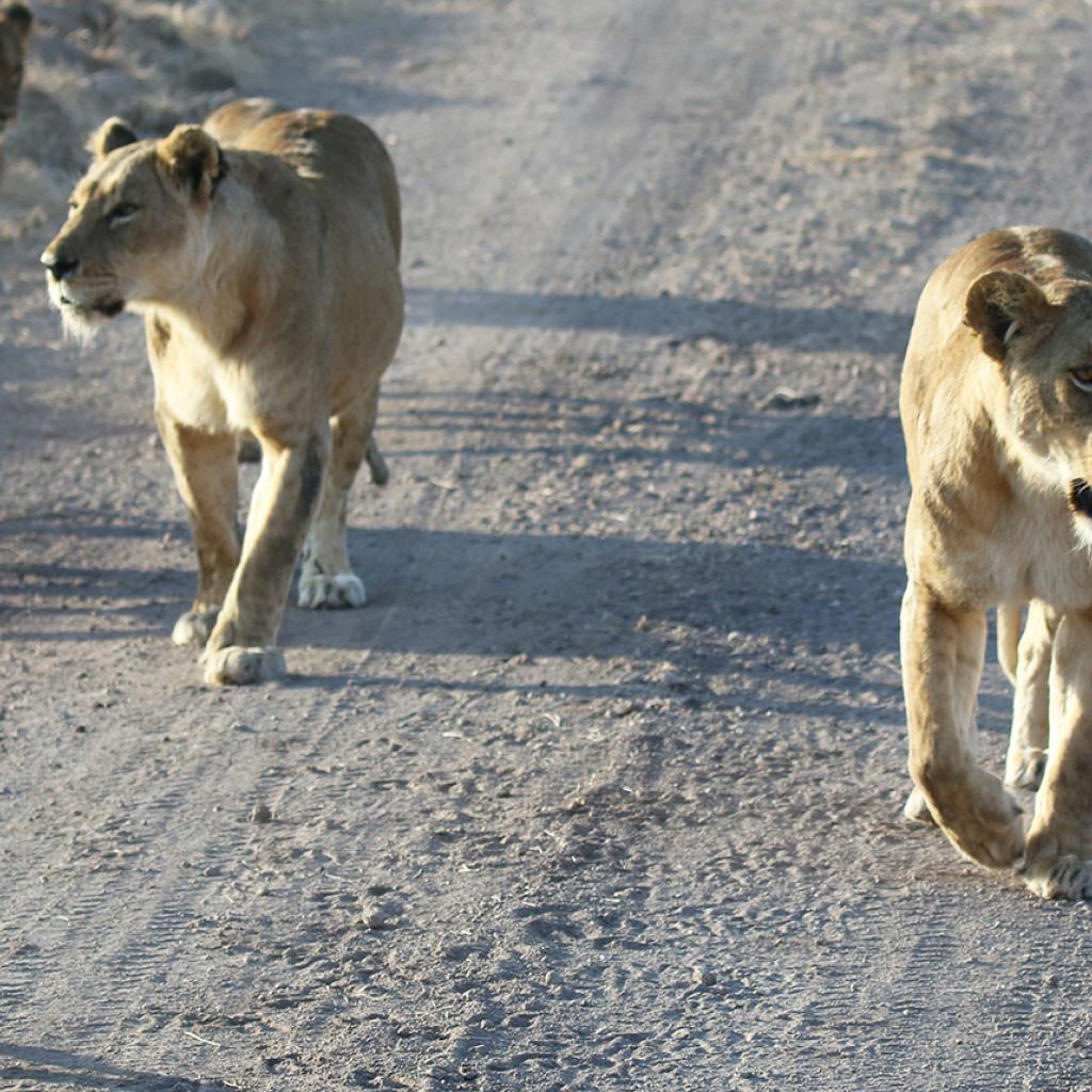 lion pride in Ngorongoro Conservation Area