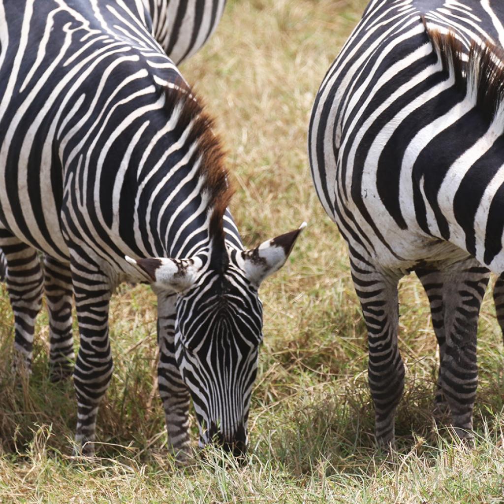 zebras eating in Ngorongoro Conservation Area