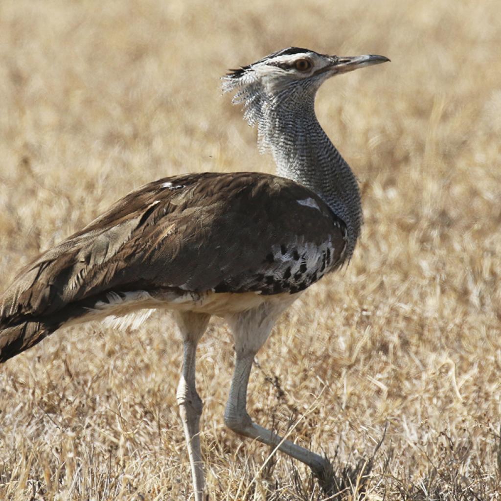 a kori bustard strolling around in Ngorongoro Conservation Area