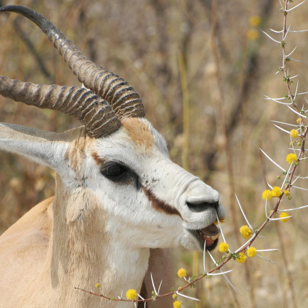 Etosha National Park springbok Namibia Romina Facchi Africa