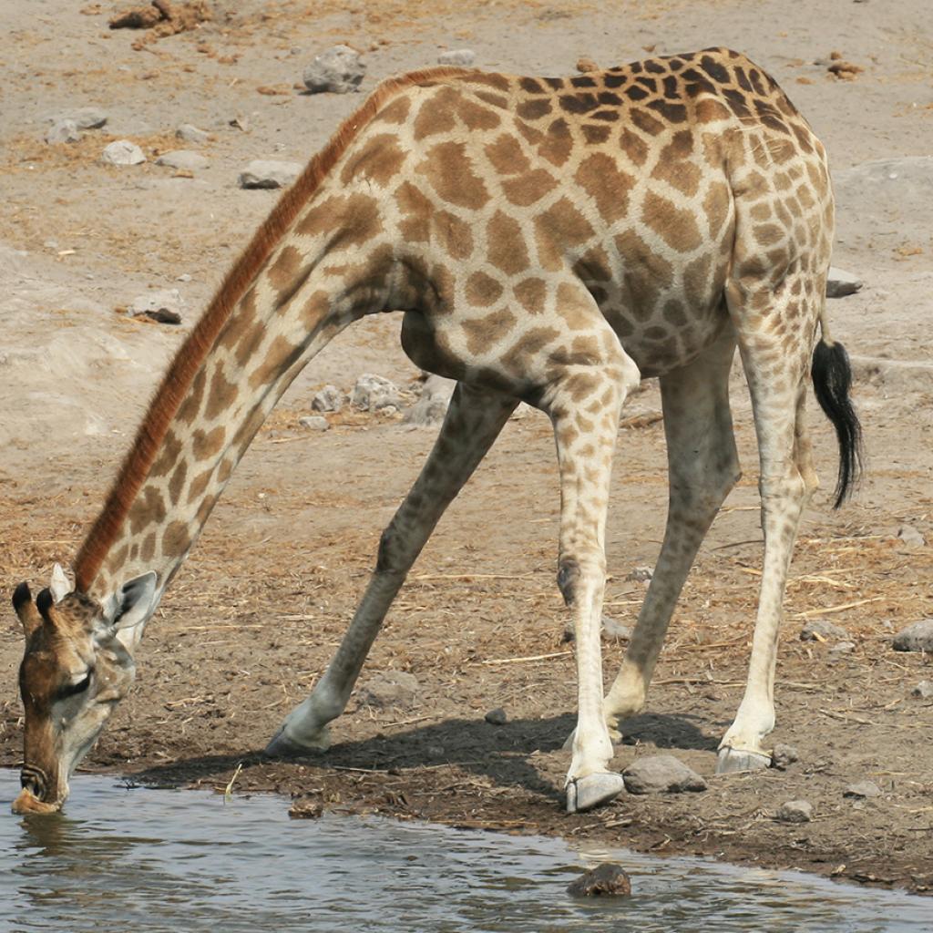 drinking giraffe in Etosha National Park africa namibia romina facchi