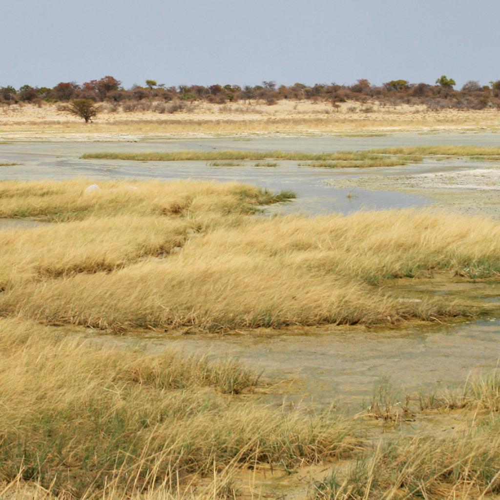 Etosha National Park the pan