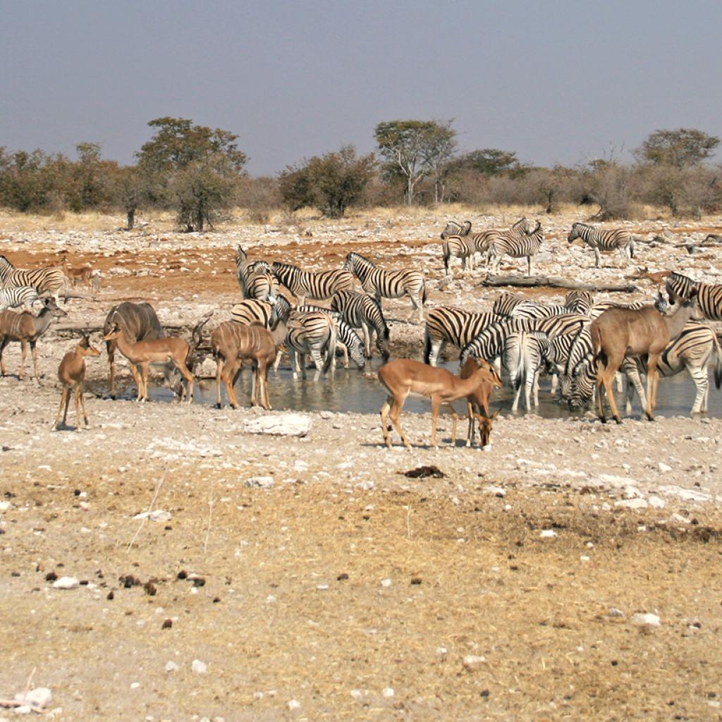 many animals around the water hole in Etosha National Park