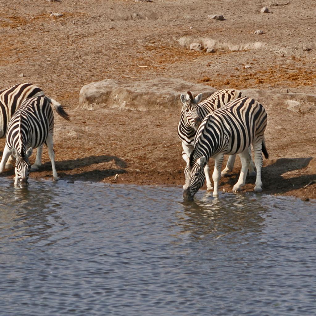 zebras drinking at the water hole in Etosha National Park