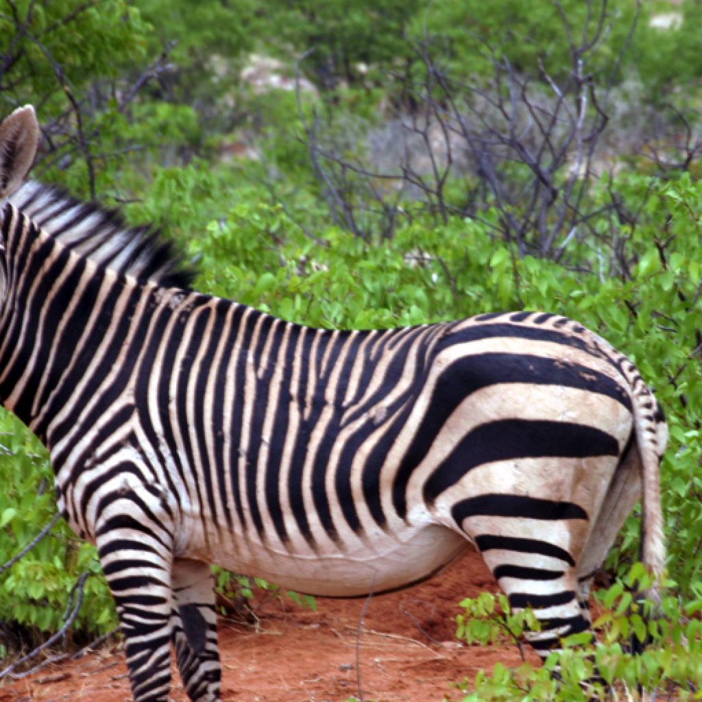 the Etosha National Park is the home of mountain zebra namibia africa