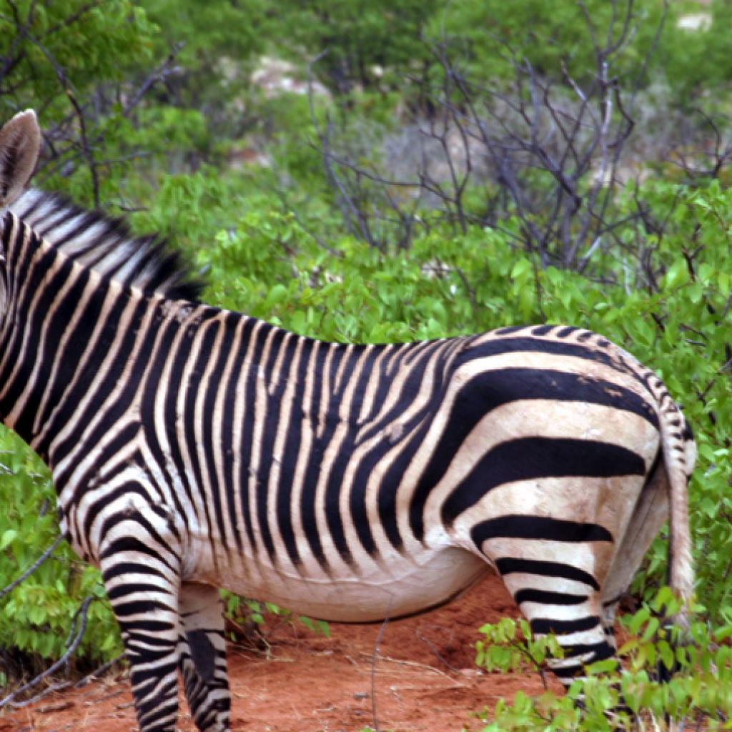 the Etosha National Park is the home of mountain zebra