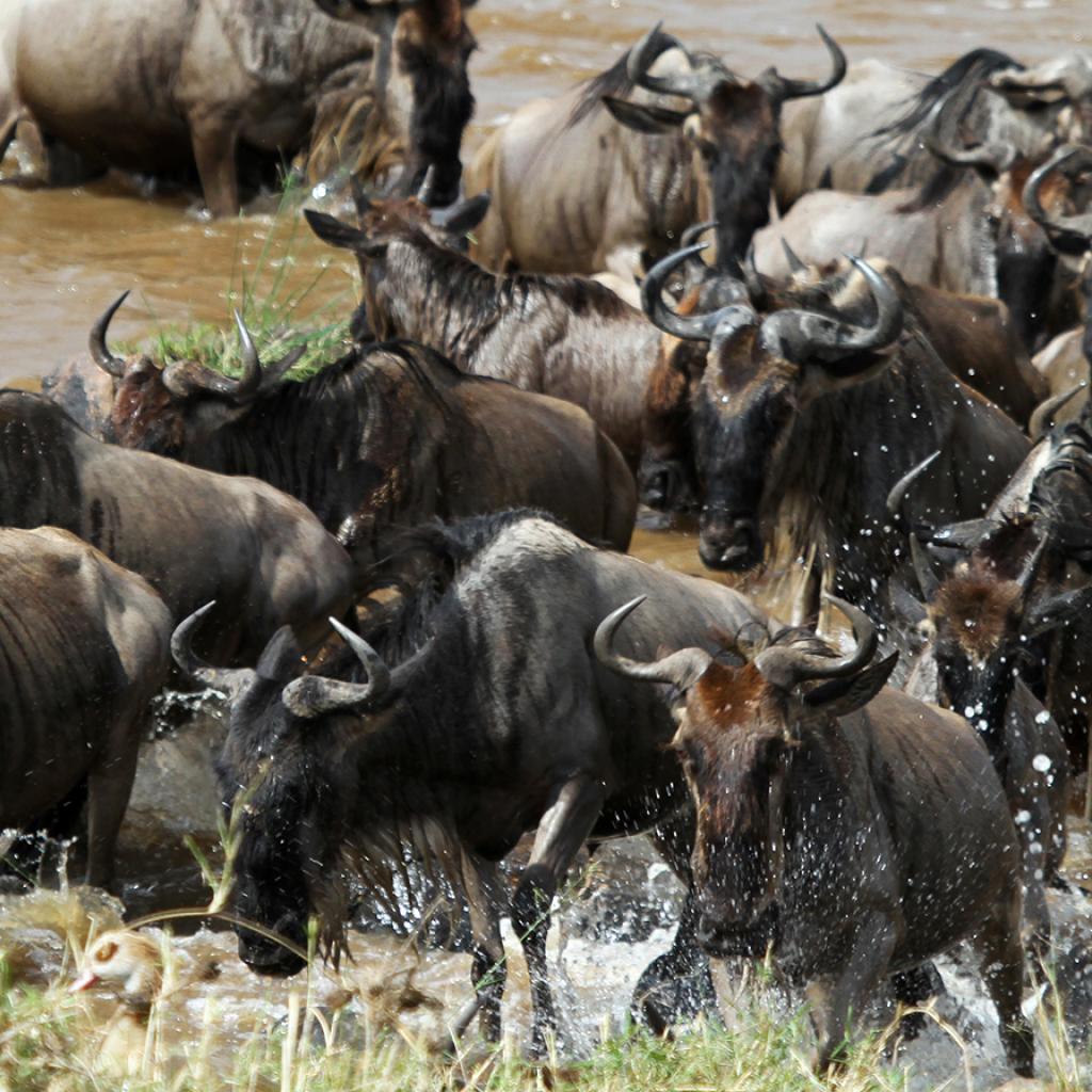 Serengeti National Park: Great Migration crossing the Mara River 