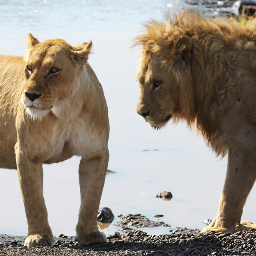 Ngorongoro Conservation Area: male and female lions walking around into savannah