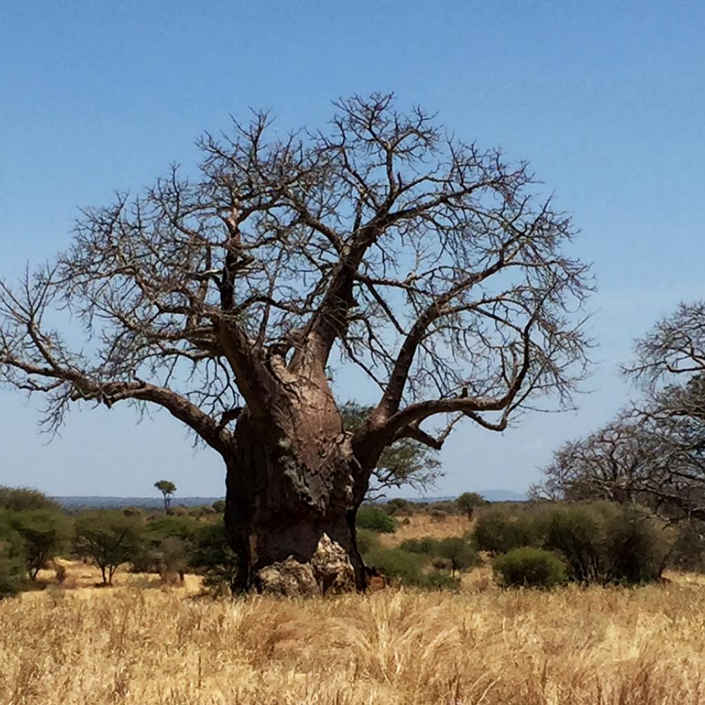 Tarangire National Park: majestic baobab adansonia digitata 