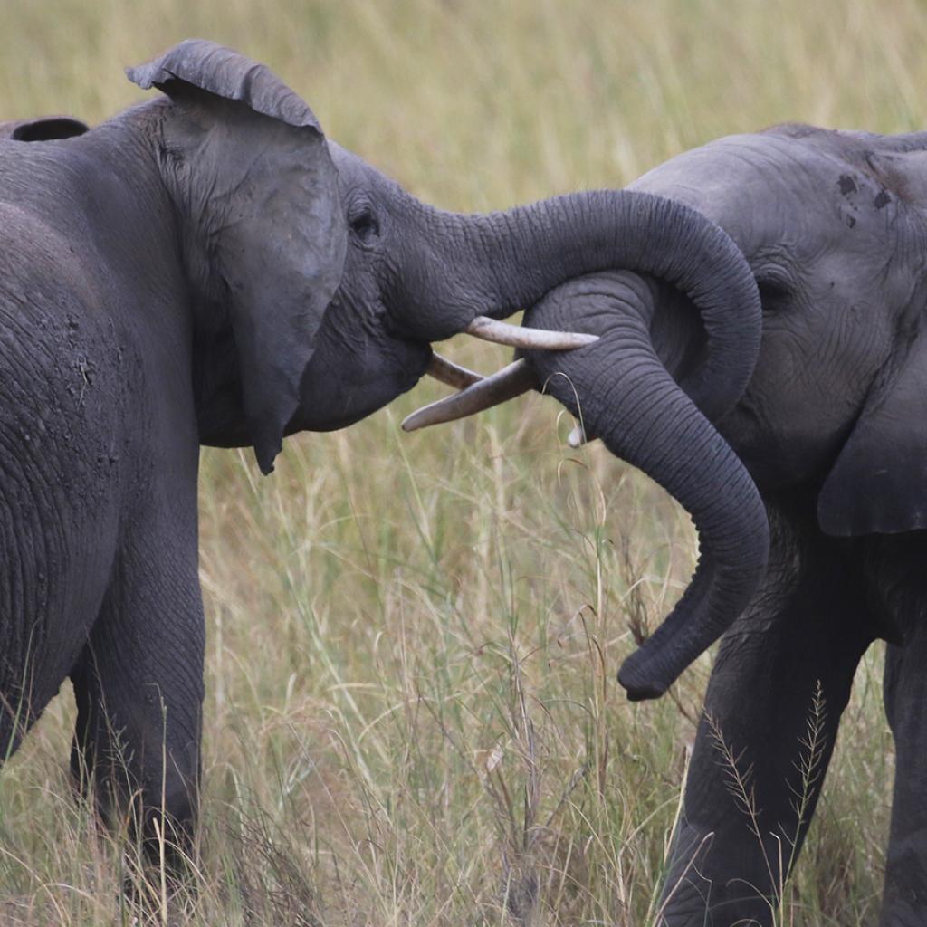 Amboseli National Park well knows as the "elephants park" here there are the most beautiful elephants in all Africa