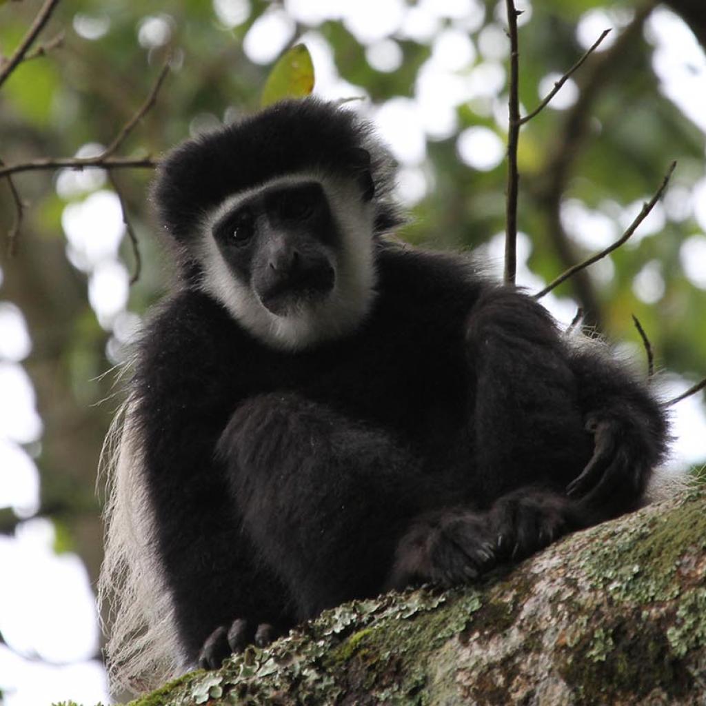 Arusha National Park: Angola White and Black Colobus, Colobus angolesis tanzania africa