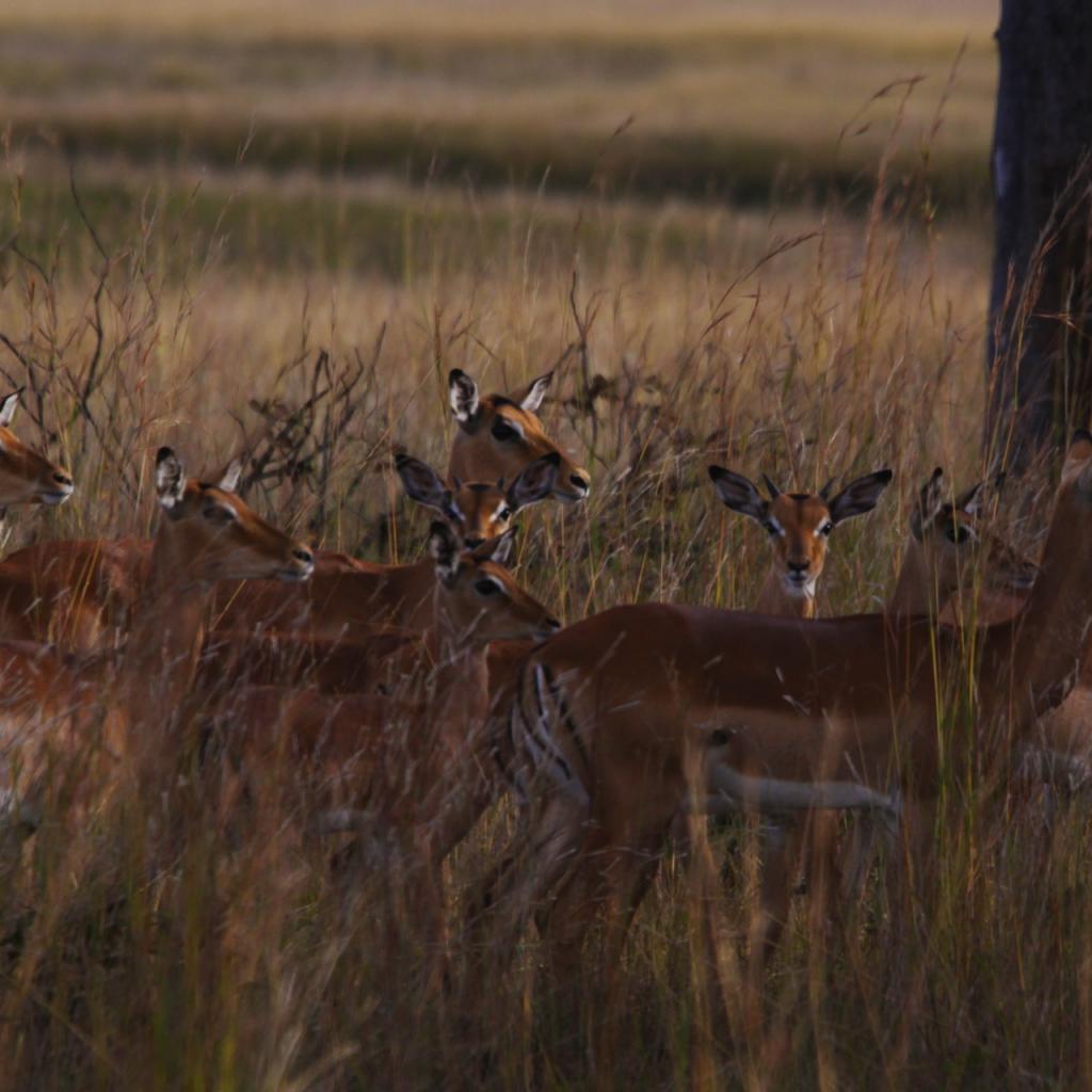 zimbabwe antilopi hwange 