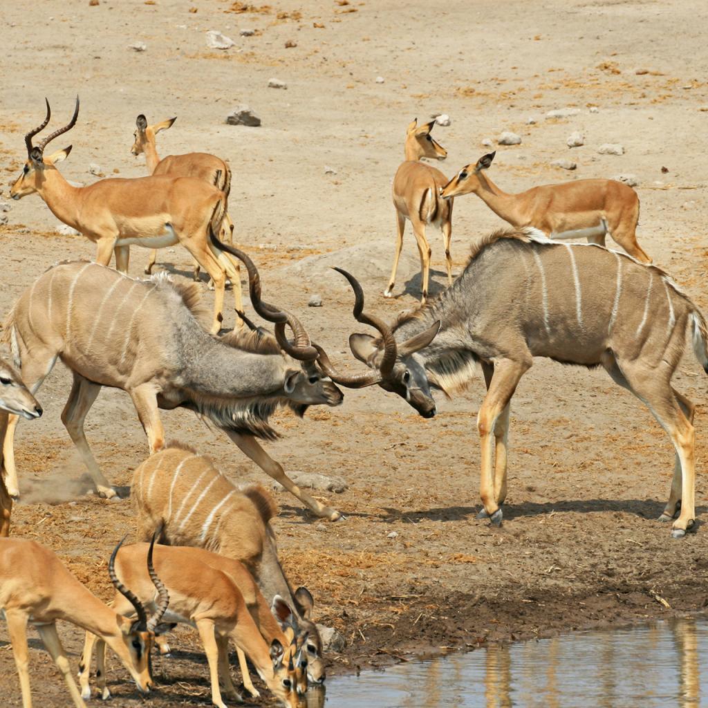 etosha National Park kudu romina facchi safariadv exploringafrica