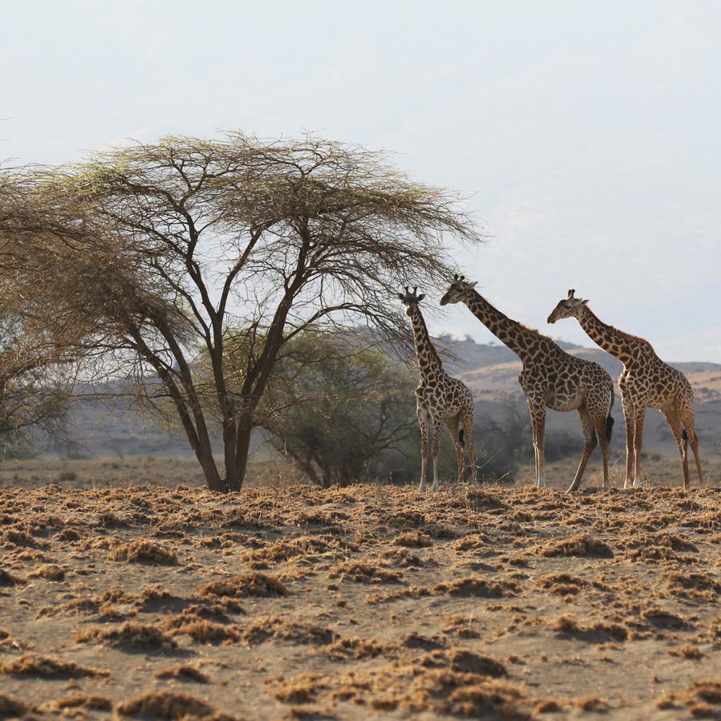 lake natron tanzania giraffes safariadv exploringafrica rominafacchi