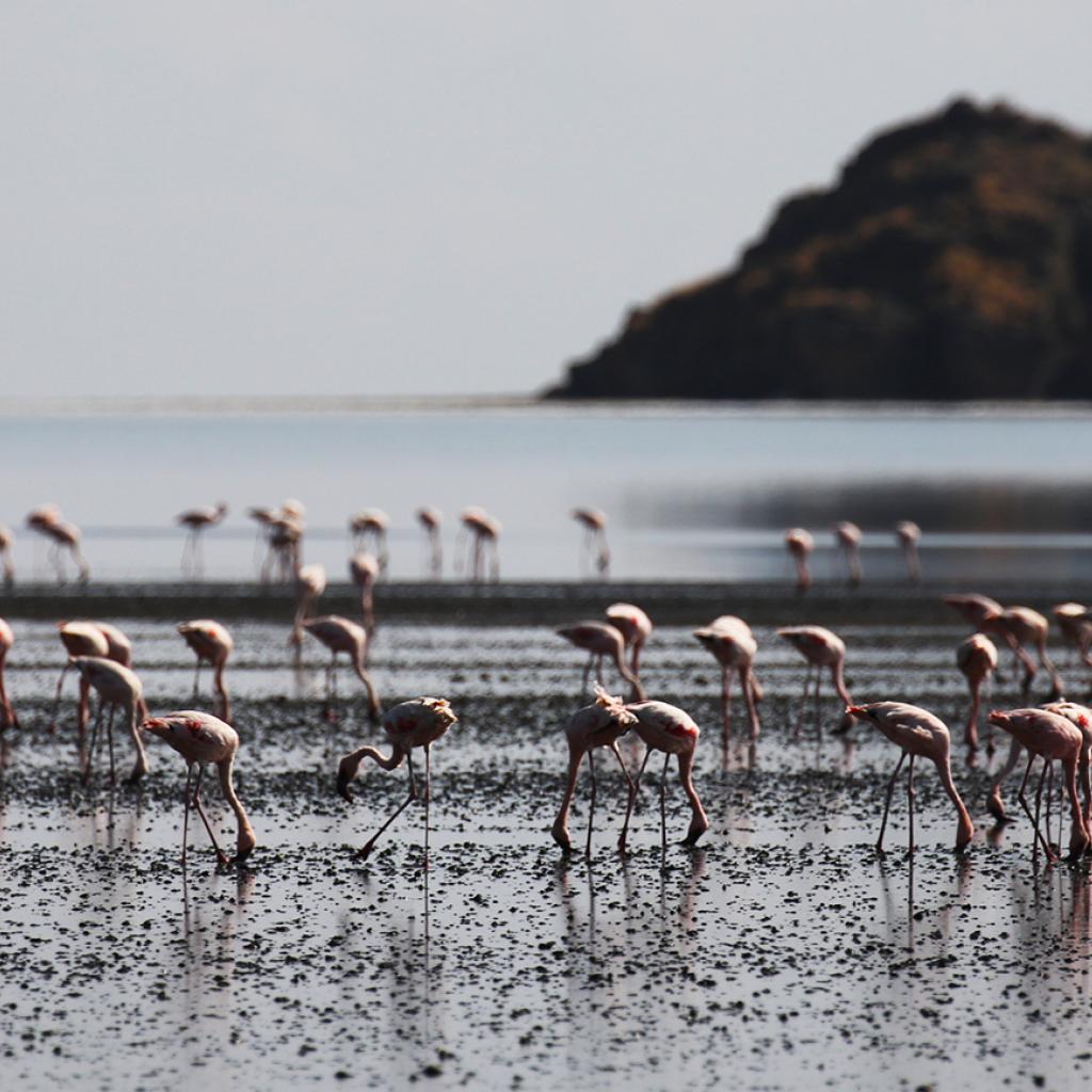 Lesser Flamingo lake Natron Tanzania Africa Great Rift Valley