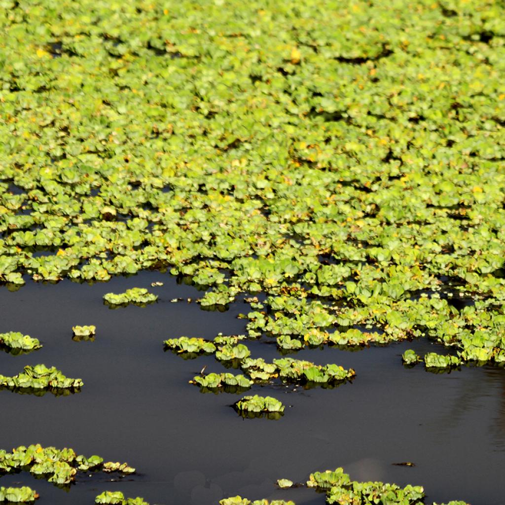 okawango delta exploringafrica safariadv romina facchi travel viaggi