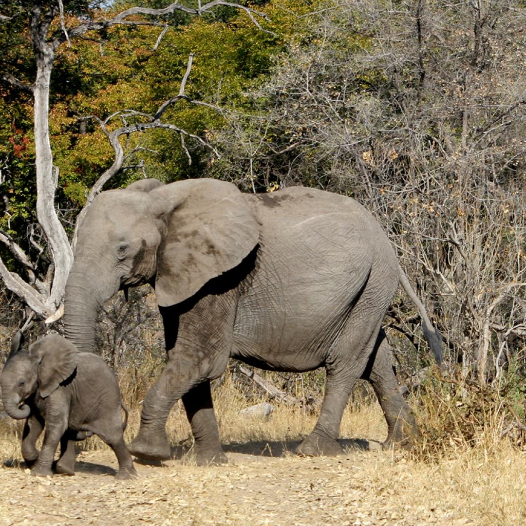 okawango delta exploringafrica safariadv romina facchi travel viaggi elephant