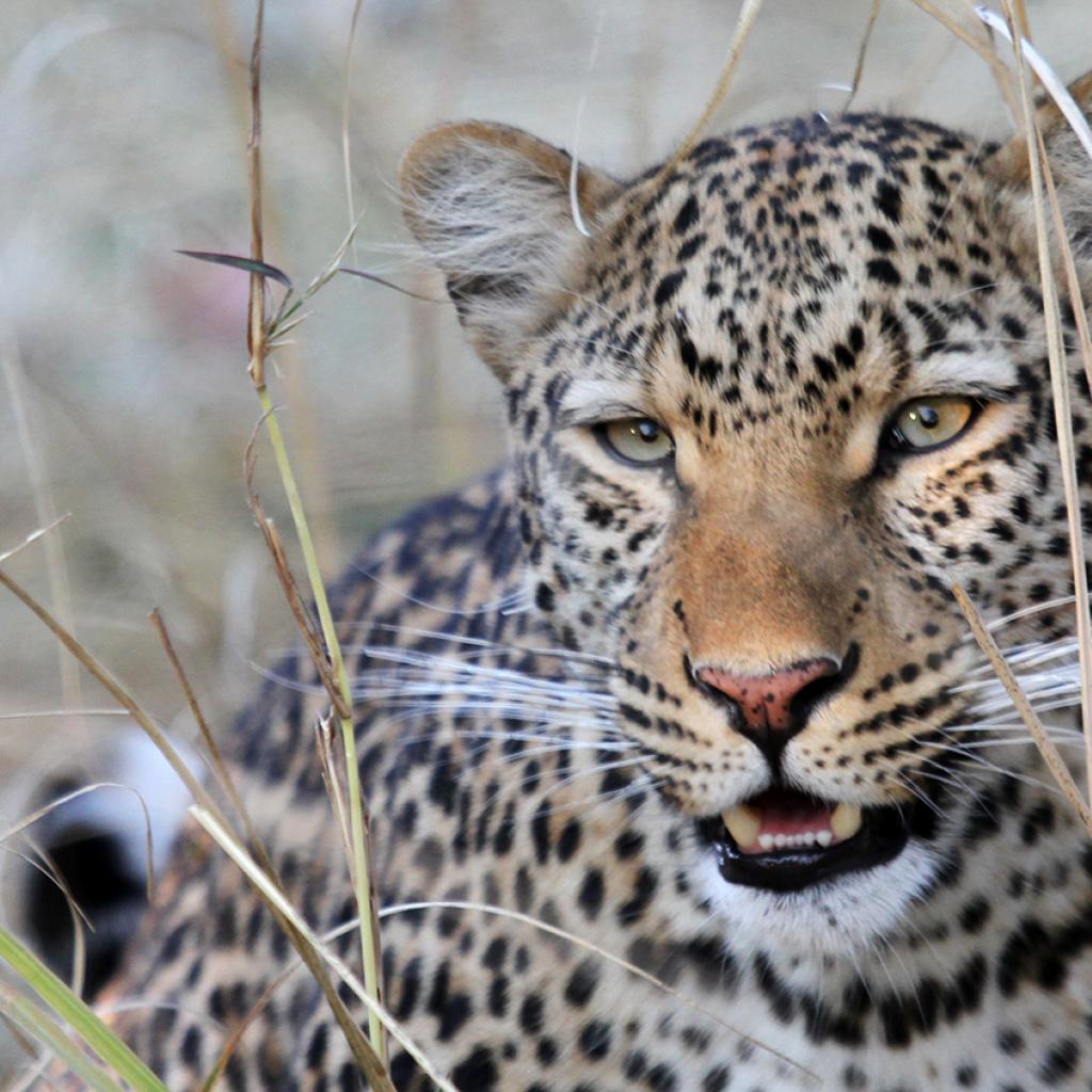 botswana safari leopard africa safariadv exploringafrica romina facchi