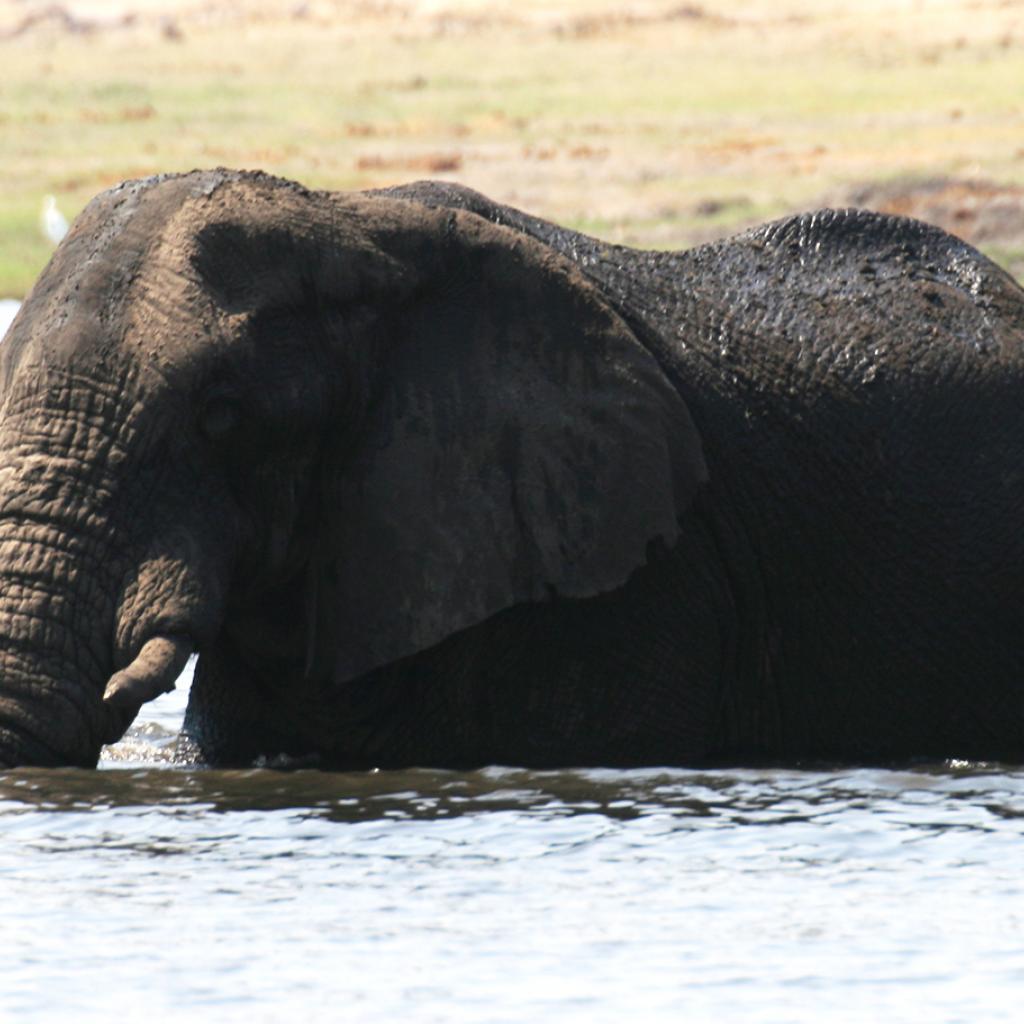 zimbabwe elephant safariadv exploringafrica romina facchi travel viaggi africa safari