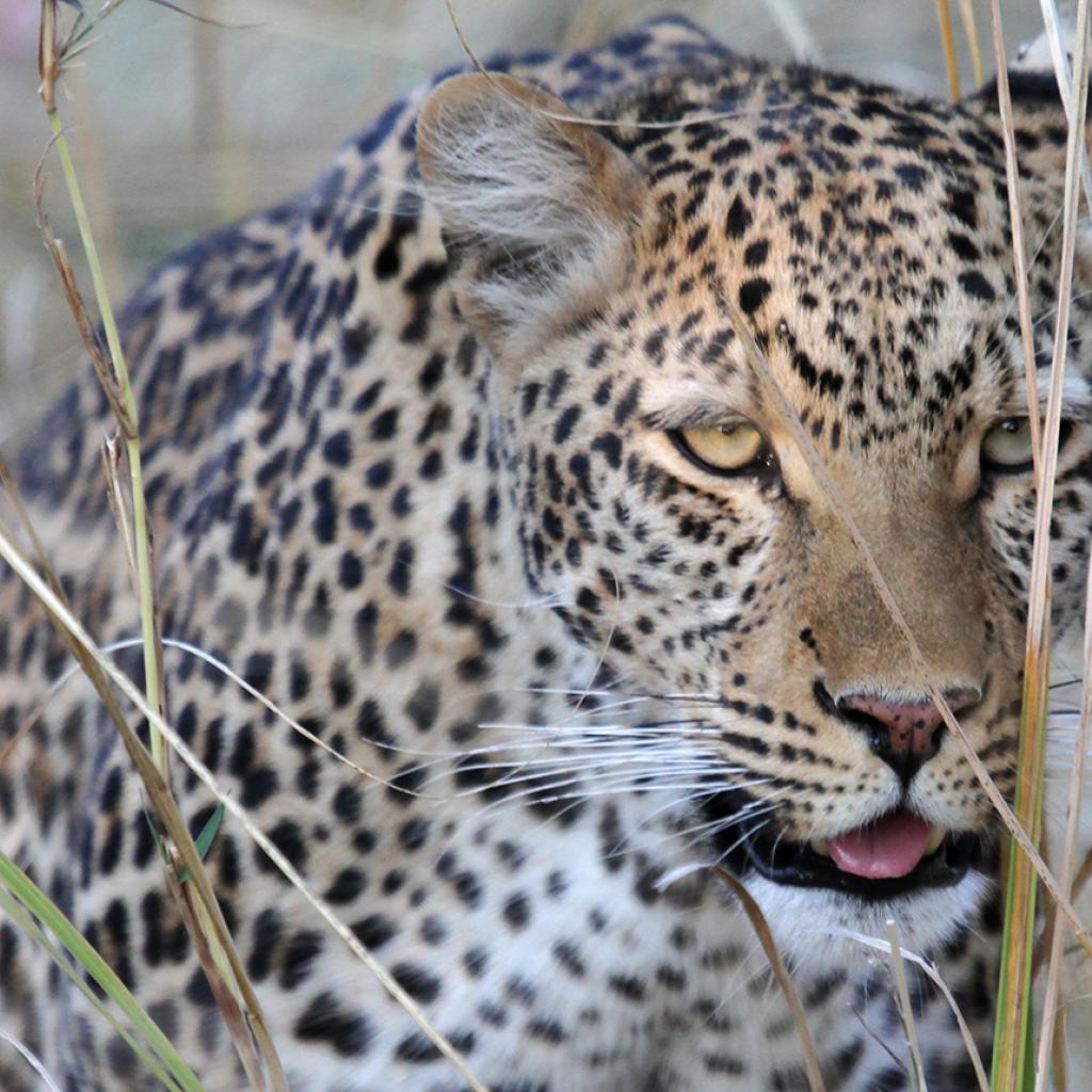 botswana safari leopard moremi africa africa safariadv exploringafrica romina facchi travel viaggi