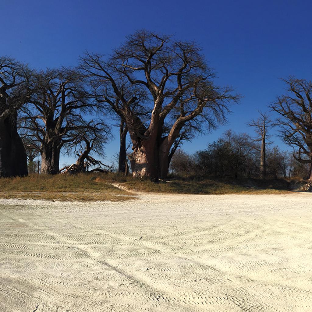 botswana safari nxai pan baobab africa safariadv exploringafrica romina facchi